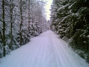 Просека